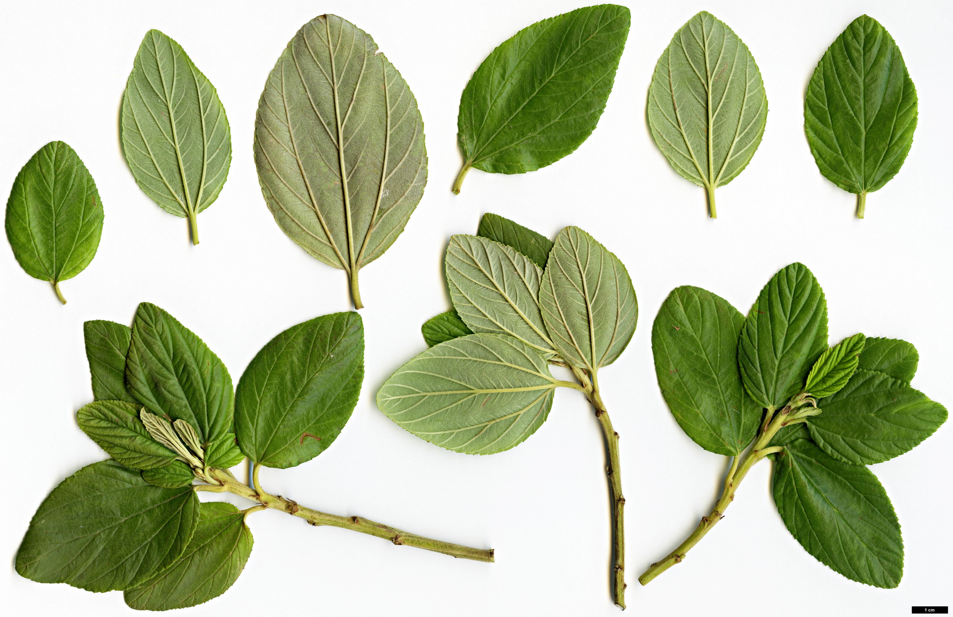 High resolution image: Family: Rhamnaceae - Genus: Ceanothus - Taxon: arboreus - SpeciesSub: ’Trewithen Blue’